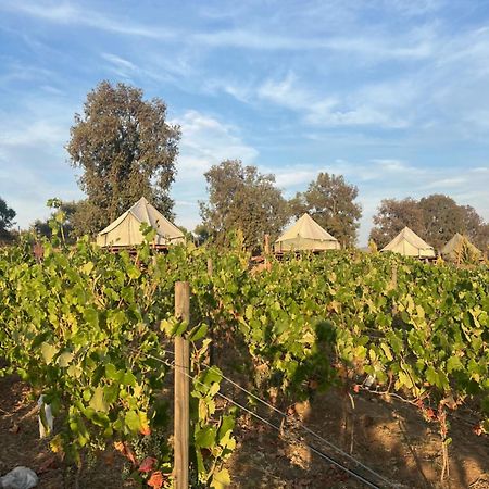 Lago Valle Wine Glamping Вальє-де-Гуадалупе Екстер'єр фото
